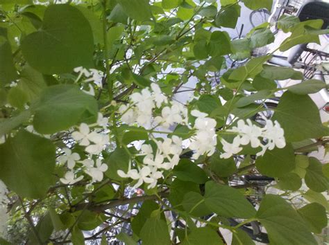 飛蛾進屋 開白色小花的樹